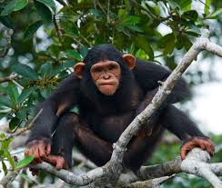 Archivo:Chimpancé común 03.jpg