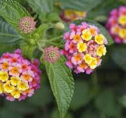 Lantana.3.jpg