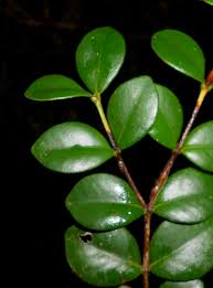 Leucocroton subpeltatus.jpg