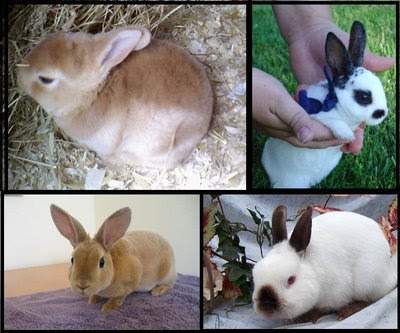 Archivo:Mini rex.jpg
