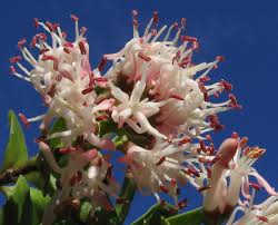 Notanthera heterophylla.jpeg