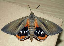 Paysandisia archon.jpg