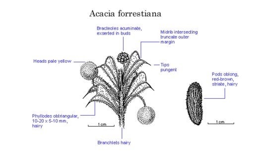 Archivo:Acacia forrestiana.jpg