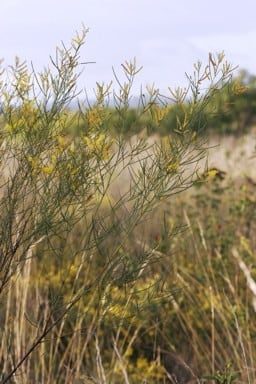 Archivo:Acacia kimberleyensis 1.jpg