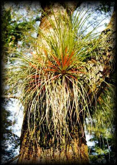 Archivo:Fascicularia bicolor2.jpg