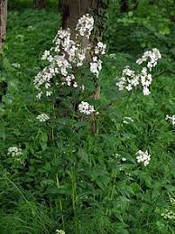 Hesperis matronalis.jpg