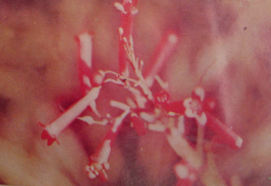 Jazmín trompeta.png