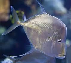 Selene peruviana.jpg