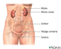 Uretritis no Específica.jpg
