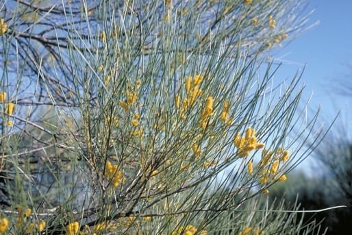 Archivo:Acacia jibberdingensis 2.jpg