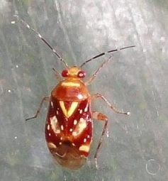 Chinche Horcia adulto.jpg