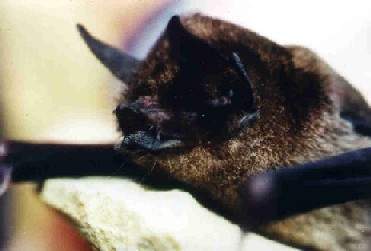 Archivo:MurcielagosEspalda2.jpg