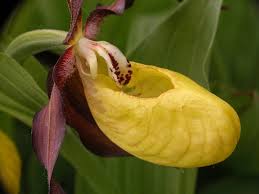 Orquídea Zapatilla de dama - EcuRed