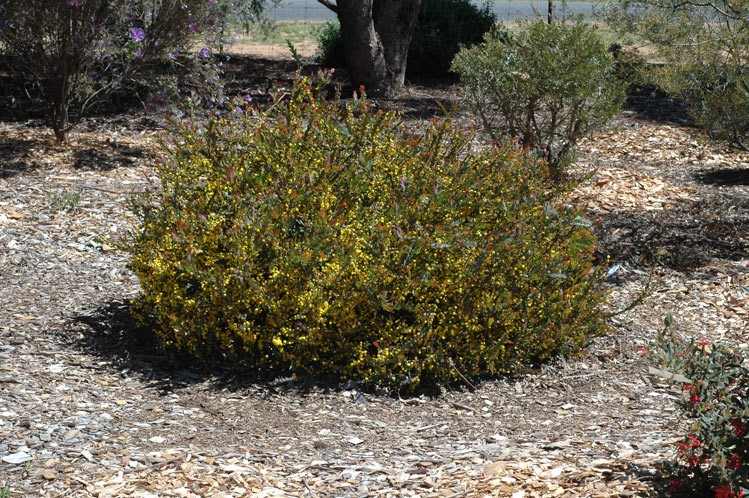 Archivo:Acacia glaucoptera.jpg