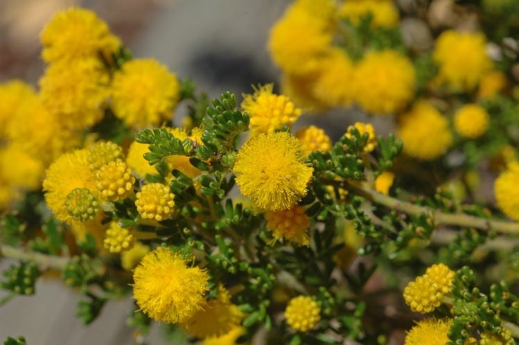 Archivo:Acacia lasiocarpa 3.jpg
