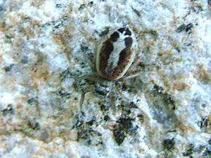 Icius subinermis.jpg