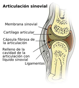 Anatomía articular - EcuRed