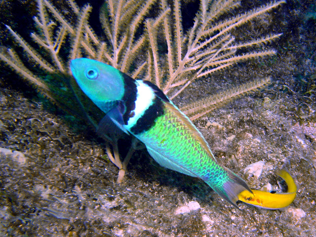 Archivo:Lábrido de cabeza azul.jpg