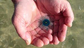 Medusa Botón azul.jpg