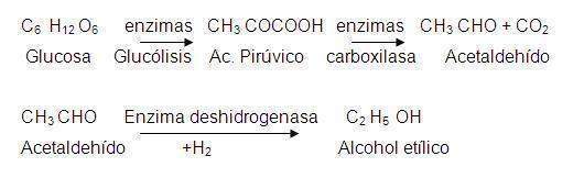 Fermentación alcohólica - EcuRed