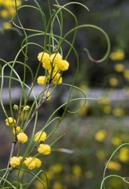 Archivo:Acacia kerryana 1.jpg