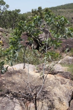 Archivo:Acacia latifolia.jpg