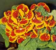 Calceolaria 041.JPG