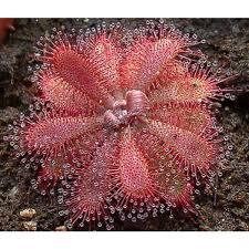 Drosera montana.jpg