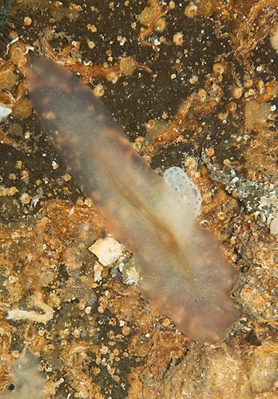 Archivo:Leptoplana sp.jpg