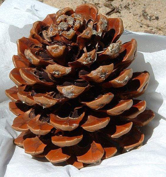 Archivo:Pinus pinea cono abierto.jpg