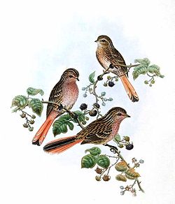 250px-Urocynchramus pylzowi Gould.jpg