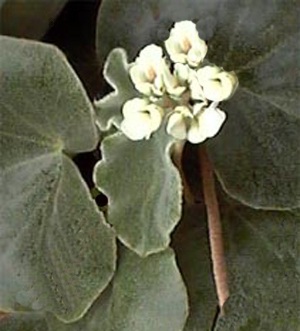Begonia venosa - EcuRed