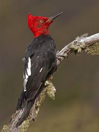 Archivo:Carpintero Negro 1.jpeg