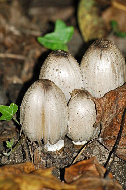 Coprinus atramentarius.JPG