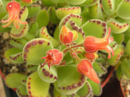 Cotyledon tomentosaaas.jpg