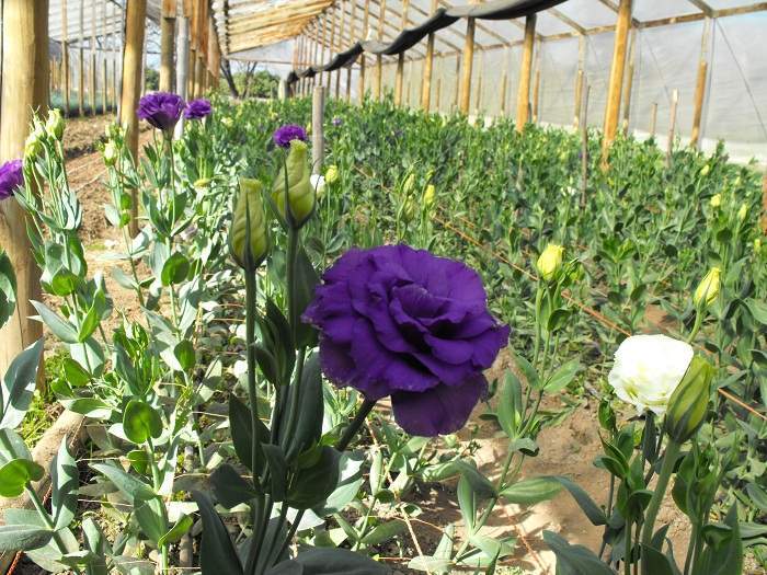 Archivo:Cultivo de flores.jpg