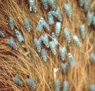 Moscass de los cuernos.jpg