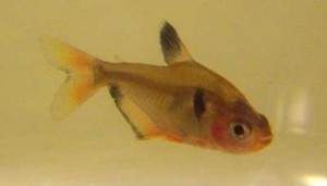 Tetra serpa.jpg