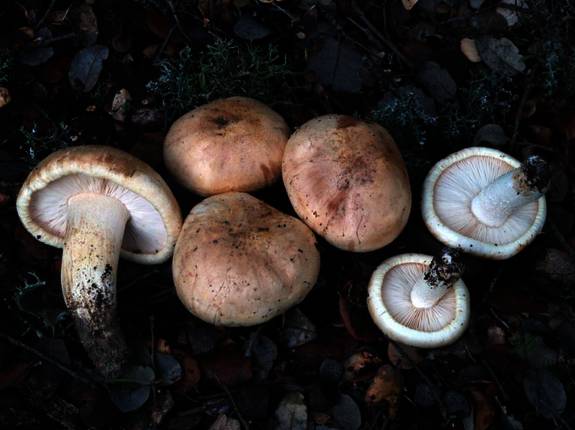 Archivo:Tricholoma acerbum.jpg