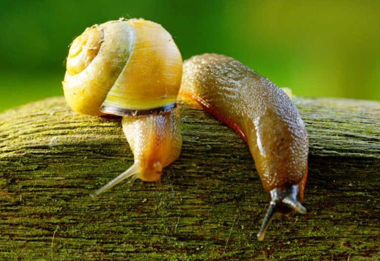 Archivo:Babosas.jpg