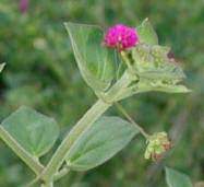 Boerhavia coccinea.jpg