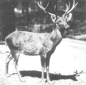 Cervus schomburgki.jpg