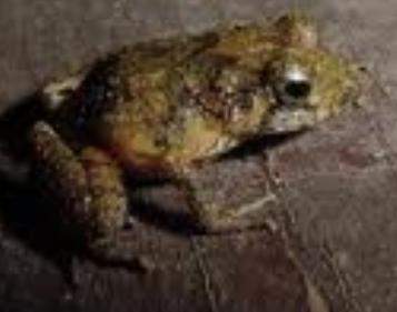 Archivo:Eleutherodactylus dimidiatus.jpg