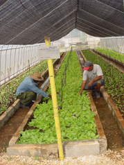 Huerto intecivo1.png