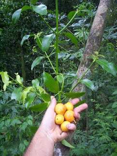 Rheedia brasiliensis.jpg