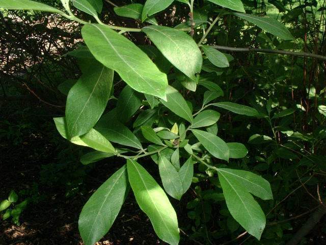 Archivo:Salix sitchensis.b.jpg
