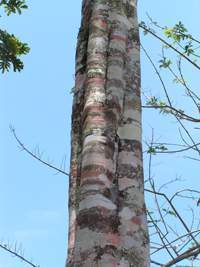 Archivo:Tronco del árbol tepesín.jpg