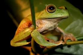 Archivo:Zoologico santodomingo rana.jpeg