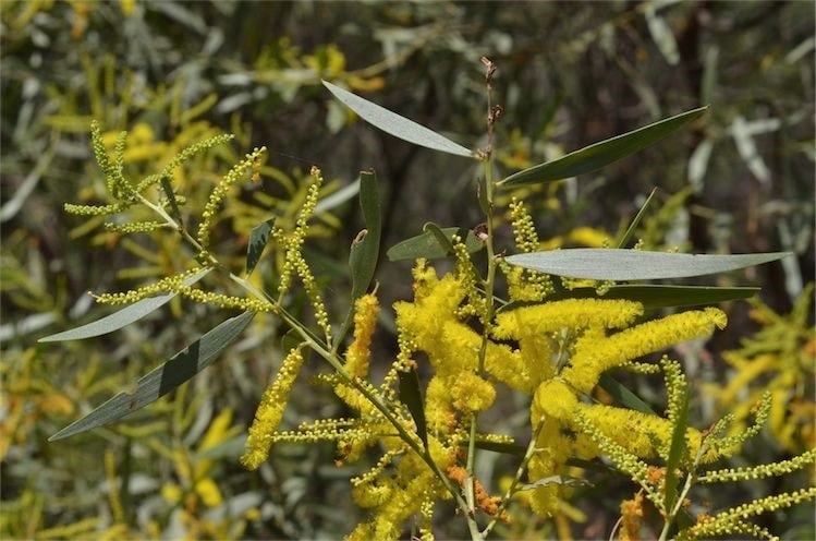 Archivo:Acacia leptostachya 5.jpg