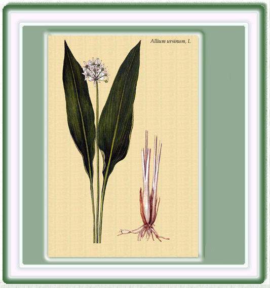 Archivo:Ajo de oso.jpg